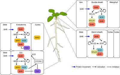 (Don’t) Look Up!: Is short-root just a short‐root plant?